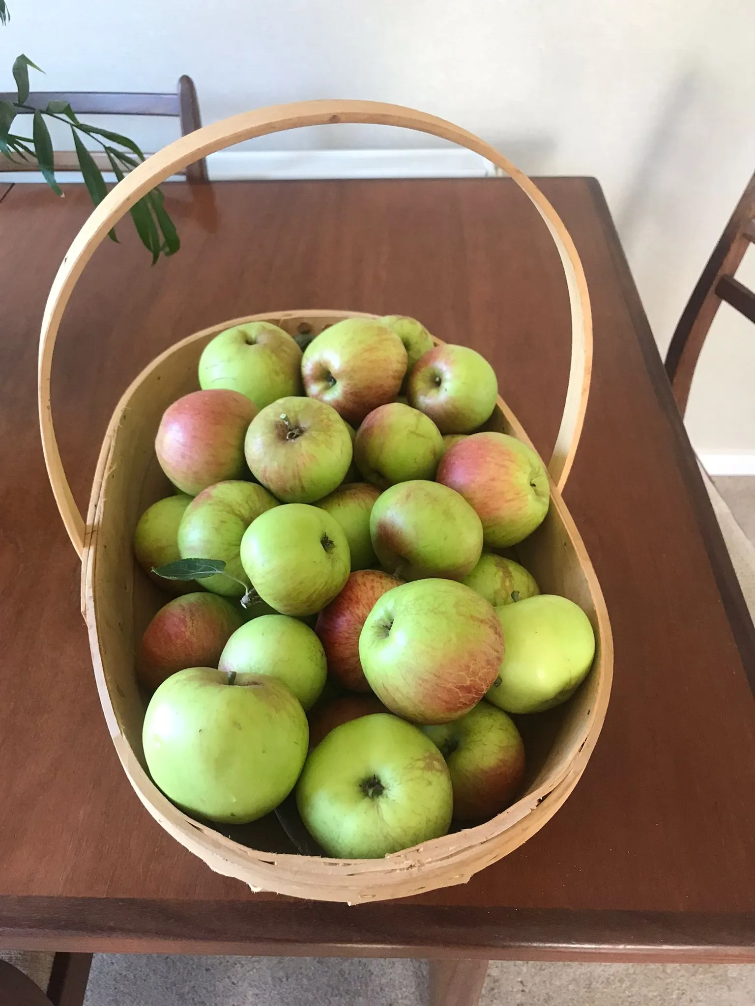 A wooden trug of freshly picked apples on the kitchen table.